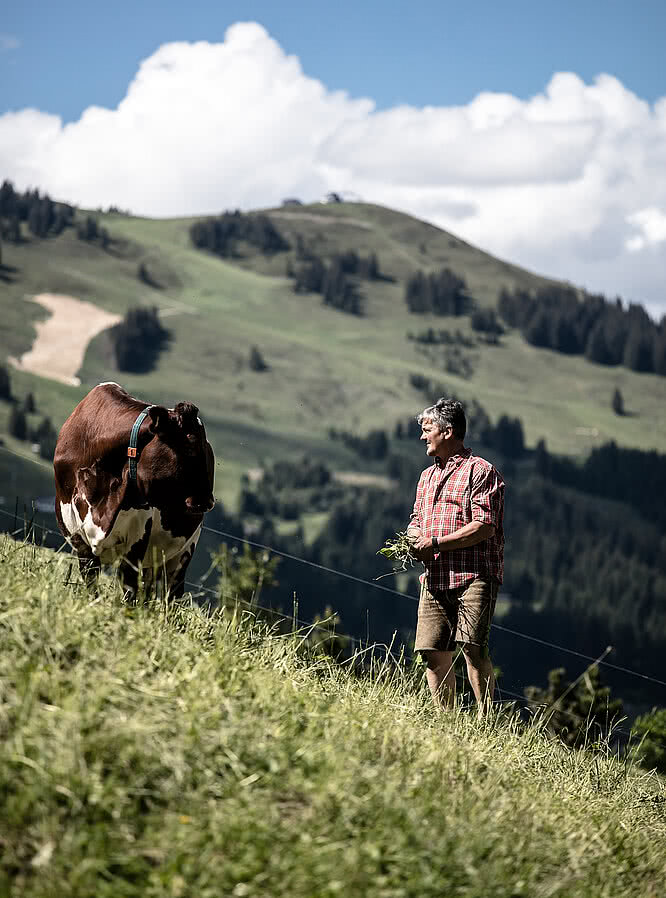 Tony with the cows on the Alpine pasture, Hotel Unterschwarzachhof in Saalbach Hinterglemm