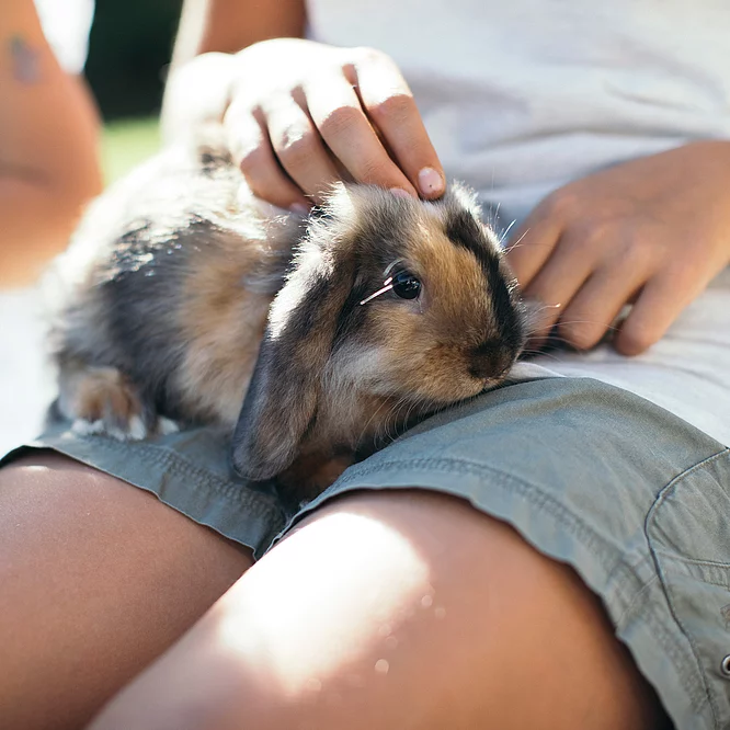 Sponsored animals & furry and feathered friends Child with a rabbit in the mini farm at the Hotel Unterschwarzachhof