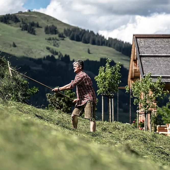 Bauernhof Tony mit Kühen auf der Alm, Hotel Unterschwarzachhof in Saalbach Hinterglemm