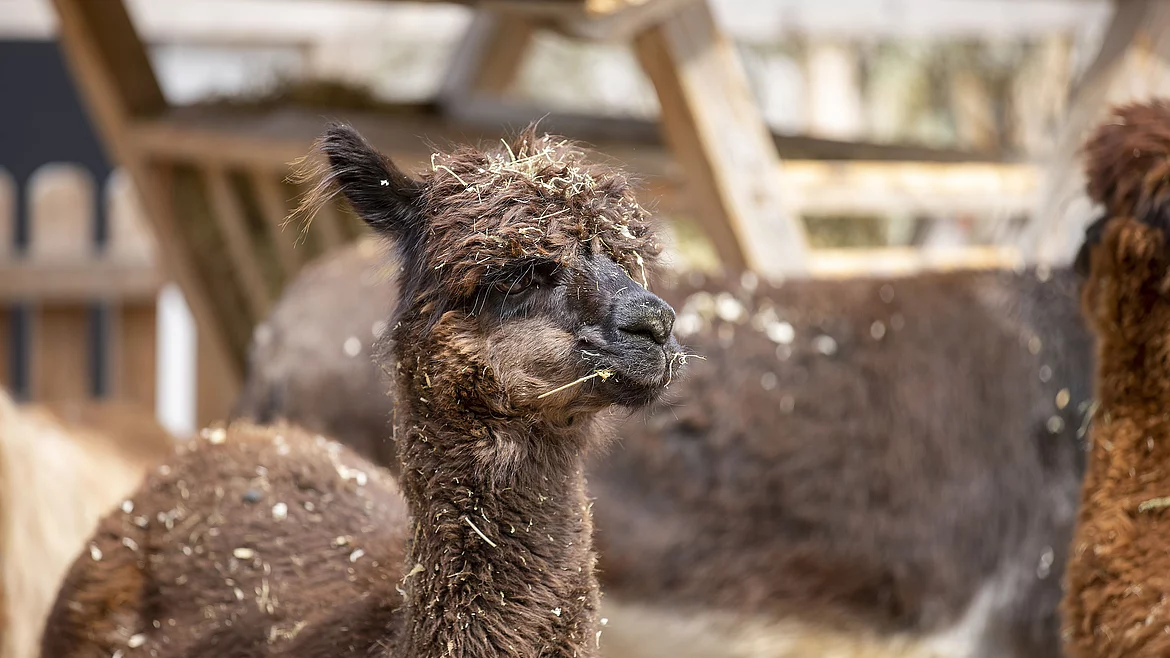 Lama im Minibauernhof vom Hotel Unterschwarzachhof