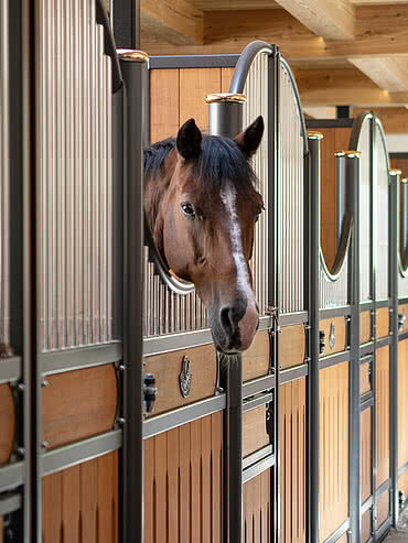 Horse in the stables in the Hotel Unterschwarzachhof