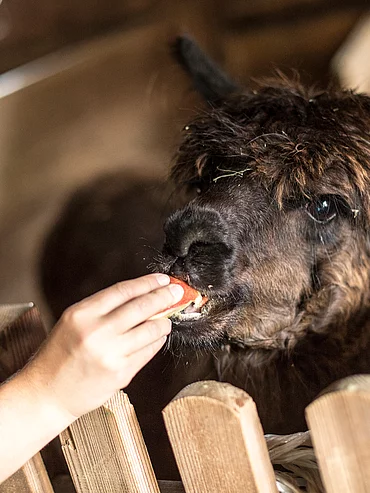 Lama im Minibauernhof vom Hotel Unterschwarzachhof