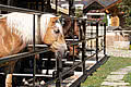 Pferde im Pferdestall vomHotel Unterschwarzachhof